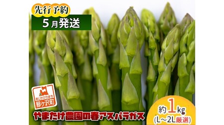 やまたけ農園の春アスパラガス！約1kg（L～2L厳選）青森県鰺ヶ沢町産