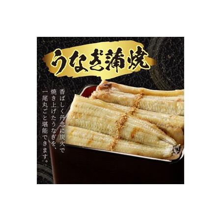 ふるさと納税 うなぎ／うなぎの白焼き2~3人前（1尾）ウナギ特製タレと山椒付き　うなぎの白焼きセット・うなぎの白焼き・うなぎ１匹 京都府京丹後市