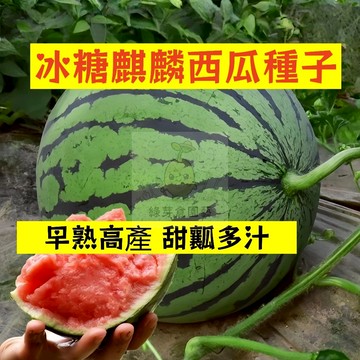 🍉8424冰糖麒麟西瓜種籽 XG-2 不裂瓜 橢圓形禮品西瓜 吊瓜甜度 高薄皮沙瓤 四季高產少籽紅瓤西瓜盆栽地栽水果種子