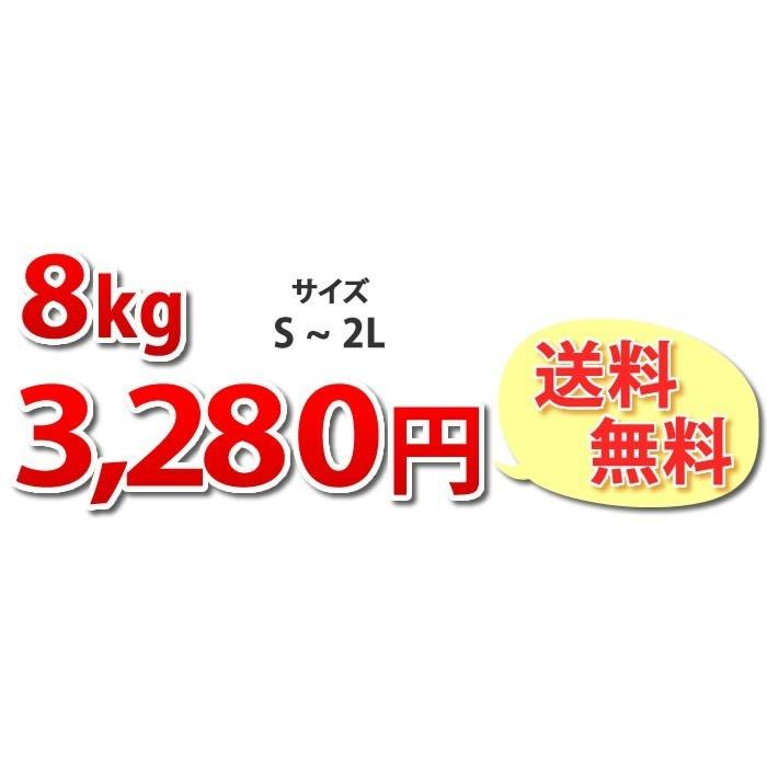 みかん 送料無料 秀品 8kg 絶品の熊本みかん ギフト 贈り物 熊本県産  2箱購入で4kgおまけ付き 極早生 早生 温州