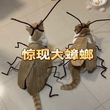 挑戰全網最低價❓ 貓衣服 蟑螂衣服 網紅萌寵衣 蟑螂服裝 貓咪衣服 貓咪cos蟑螂衣服 貓咪蟑螂套裝 搞笑寵物衣服 搞怪