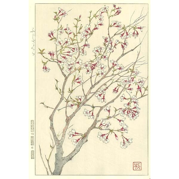 F148 ふじ桜 花版画 Flower Woodcut ‐Wild cherry‐