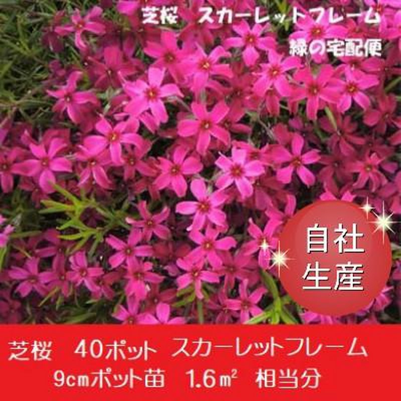 芝桜40ポット スカーレットフレーム（9cmポット苗）花色：赤