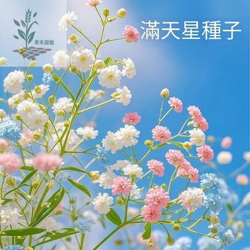 青禾園藝🌸滿天星種子 愛情花可製永生花四季開花易爆盆陽台盆栽家庭室內外重辦觀賞食用花種子~野外網紅花海野花#自留種