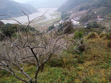 薰衣草臨路美山坡地｜台中市新社區水底寮段上水底寮小段