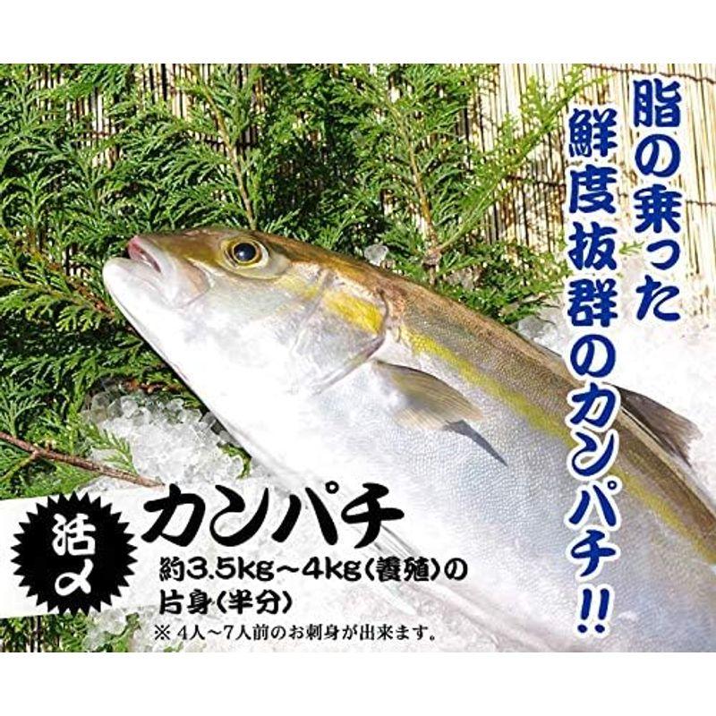 活〆カンパチ 片身 （養殖）１尾3.5kg?4.0kgの半分カンパチ