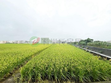 近中華路｜大面寬｜雙面臨路角農地｜台中市龍井區龍田段