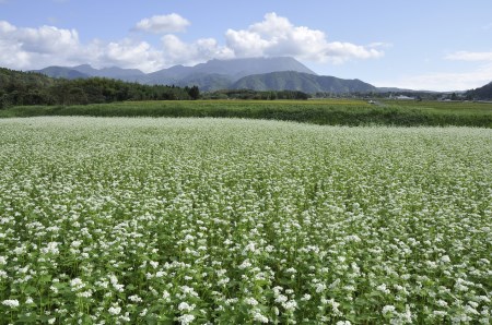 MS-51　こだわりの大山そば（生麺）（8食入り）