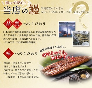 1尾で約240gのビッグサイズ うなぎ蒲焼 2尾 計約480g （タレ・山椒付き） 中国産 鰻 うなぎ うなぎの蒲焼 炭火焼き 炭火 特大サイズ