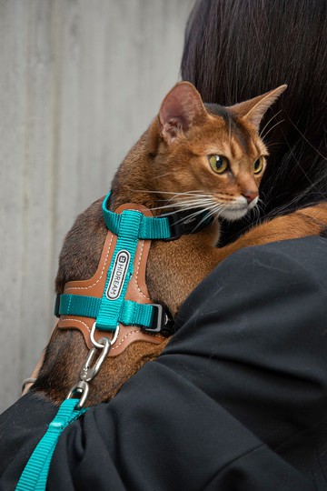 【HiDREAM】啵啵系列皮革貓胸背牽引繩套裝 (多色)