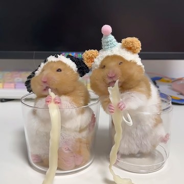 【寵物省錢鋪】 虎皮玄鳳鸚鵡帽子倉鼠 鸚鵡帶的帽子寵物小帽子鳥戴的頭飾品頭套 可愛 壹灣出貨 寵物衣服