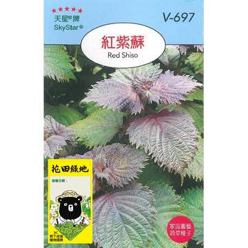花田綠地種子-紫蘇