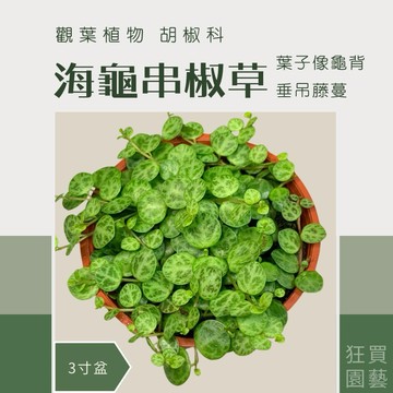 [狂買園藝] 多肉植物 海龜串椒草 3寸盆 🐢爆紅熱門款 /小品盆栽/仙人掌/送禮小物/婚禮小物