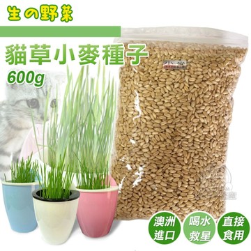 貓草種子600g種子(不含盆栽) 植栽 寵物夢工廠 盆栽 吊掛盆栽 貓草盆栽 貓咪 療癒 著色 塗鴉