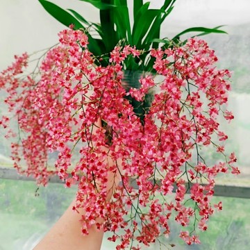 🌺（文心蘭種子）蘭花種子 新手蘭花花籽 四季種植觀賞植物 室內花卉種植 花籽 盆栽花卉 新手種植 盆栽蘭花seed