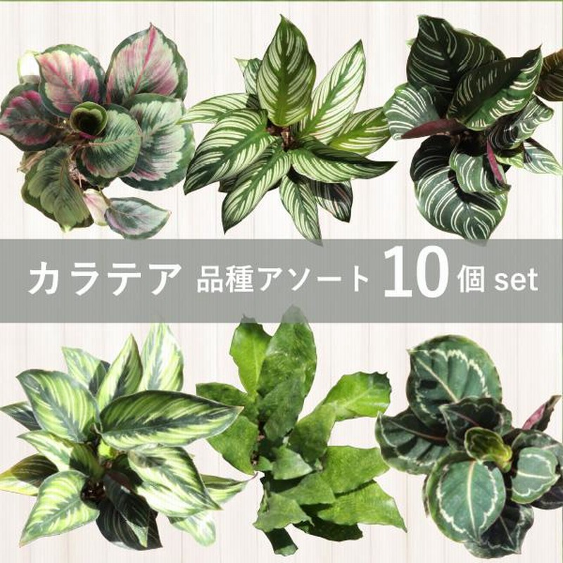 【再入荷】 農場直送！カラテア アソートセット 3.5号鉢 10鉢 観葉植物 ［1 その他観葉植物