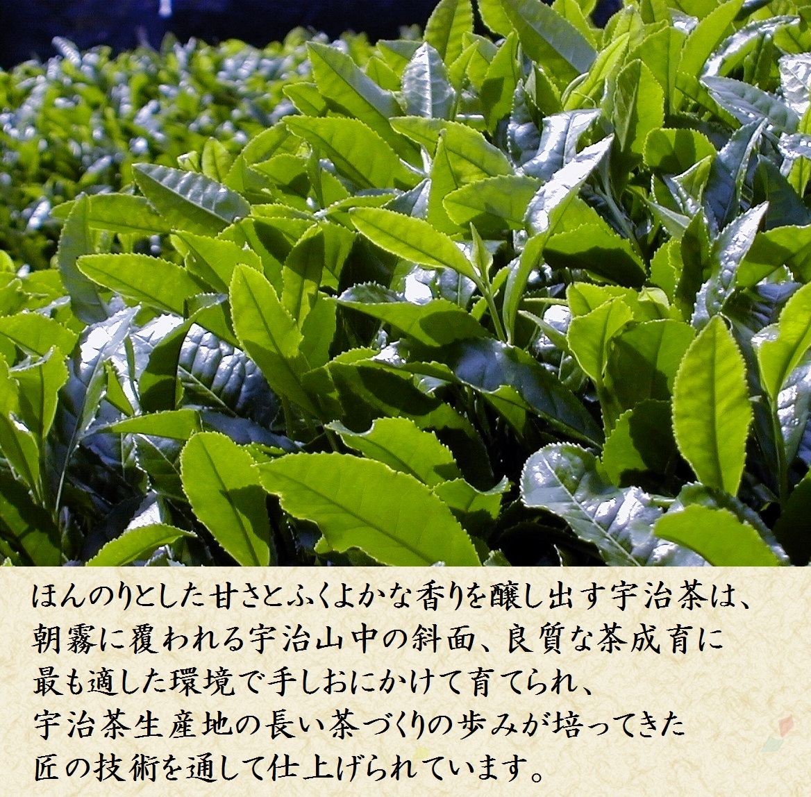 宇治の抹茶そばと水出し緑茶