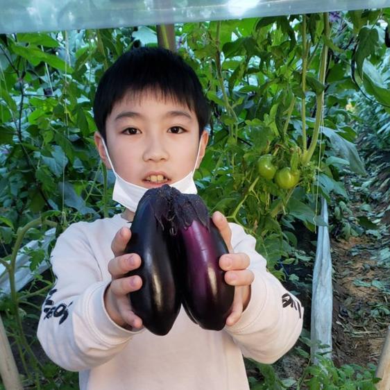 野菜 茄子 南国高知でつくった高知なす 2kg 産地直送