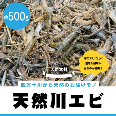 天然食材!四万十川の天然川エビ 約500g