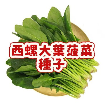 西螺大葉菠菜種子 台灣蔬菜種子 耐熱波菜 四季可種 當季現貨 家庭菜園 陽台盆栽 易種植 快速發芽 新鮮採收 高發芽率