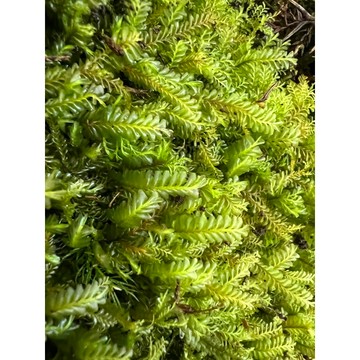 苔鑽🍀多齒羽蘚「片裝10x10cm」人工培育 超濃密 鋪面 青苔 微景觀 半水景生態缸 苔蘚 DIY 生態瓶造景