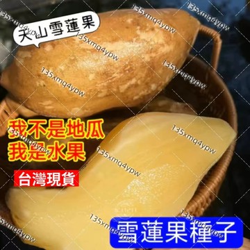 🌱現貨 雪蓮果種子（100粒）高山雪蓮果種子 地下水果脆甜水果 當年結果 高產 庭院陽台農田種植 植物種子 盆栽地栽水果