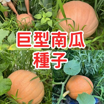 🥬🥑【巨型南瓜種子】臺灣現貨 紅肉巨無霸南瓜種子 金瓜種籽 特大南瓜 家庭菜園 陽台盆栽種植 容易栽種 豐收 蔬菜種子
