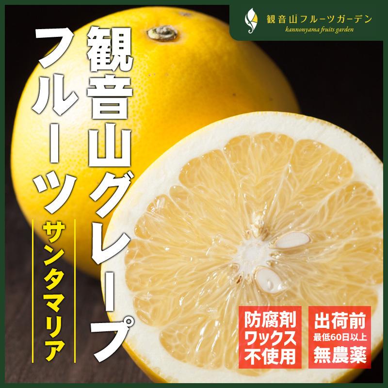 国産グレープフルーツ サンタマリア A級品 10kg 観音山フルーツガーデン 送料無料