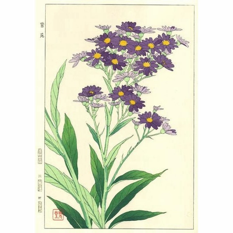 F039 シオン 花版画 Flower Woodcut Michaelmas Daisy 通販 Lineポイント最大0 5 Get Lineショッピング