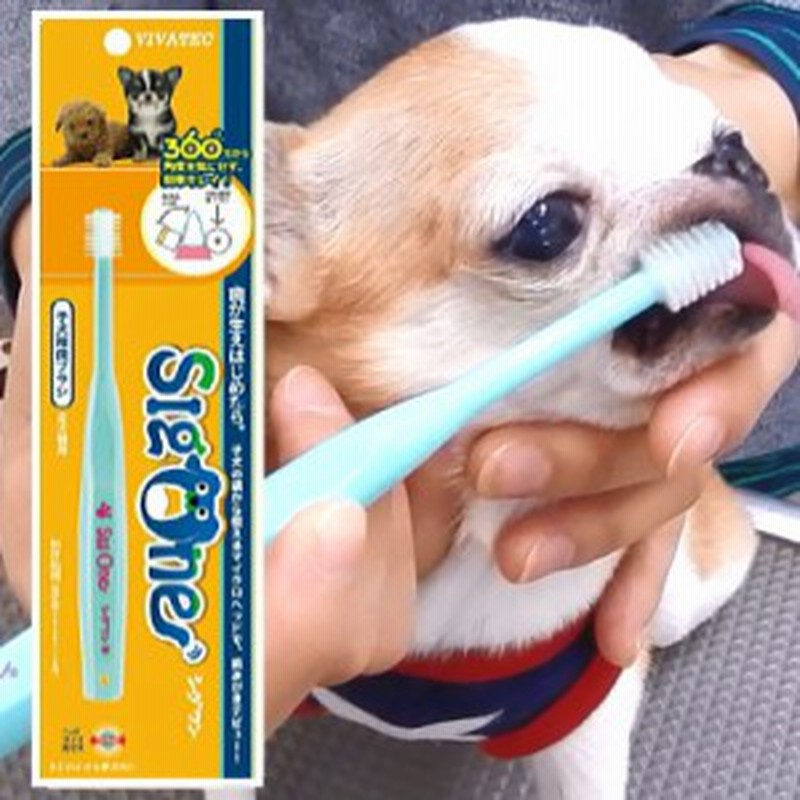 チワワ 歯ブラシ シグワン 子犬用歯ブラシ チワワ 小型犬 デンタルケア 歯磨き 口臭 通販 Lineポイント最大1 0 Get Lineショッピング