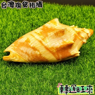【台灣現貨】大海螺 海螺殼 天然 菊花螺 110-120mm 轉運 開運 招財 擺件 好運 招人緣 桃花 礦石 靈招 精