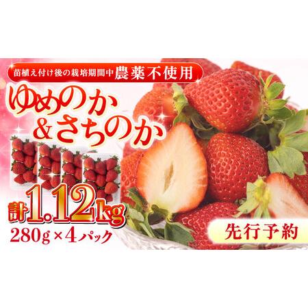 ふるさと納税 栽培期間中:農薬不使用 いちご 280g × 4パック ゆめのか＆さちのか[OBE002] 長崎県川棚町