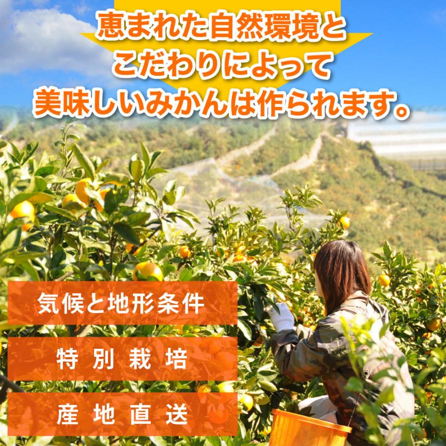 みかん 訳あり 5kg 送料無料 和歌山 自宅用 大玉 2Lサイズ〜3Lサイズ 混合 箱買い ご当地 お取り寄せ 粗選別