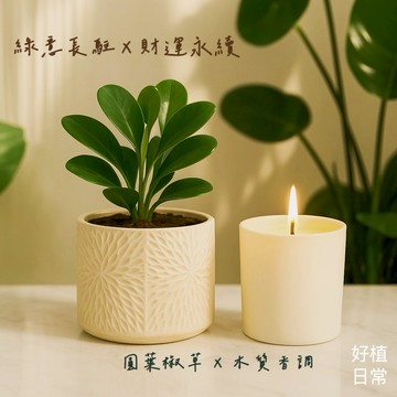 【好植日常】送禮綠植香氛兩件組｜圓葉椒草 - 招好運招財運．療癒系風水綠植