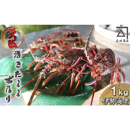 ふるさと納税 千葉県 鴨川市 天然 房州産！活き伊勢えび １kg（約４〜６尾）　[0050-0088]