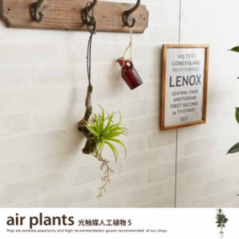 G 観葉植物 エアプランツ エアープランツ Air Plants 室内 イミテーショングリーン 人工 造花 植物 壁掛け 吊り下げ 通販 Lineポイント最大1 0 Get Lineショッピング