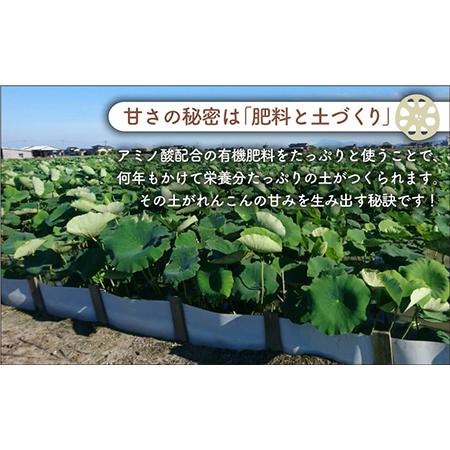 ふるさと納税 やみつきになる甘さ！ 松尾青果のこだわり白石れんこん 約1kg（500g×2袋） [IBD002] 佐賀県白石町