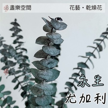 乾燥花 永生尤加利葉 百搭 永生花 仿真花 素材 不凋花 保鮮花 人造花 乾燥花材 花藝 花束 婚禮 佈置 捧花