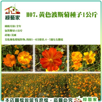 【綠藝家00H07-1】H07.黃色波斯菊種子1公斤