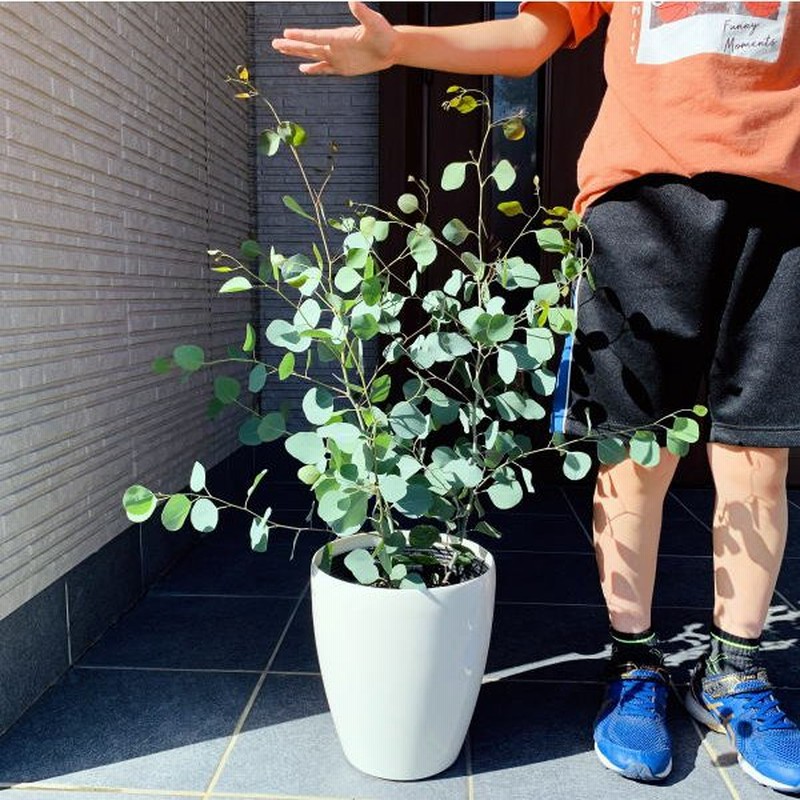 ユーカリ ポポラス 7号 株立ち 丸葉ユーカリ 鉢植え ポプルネア ボリューム株 翌日発送 母の日 ギフト 新築祝い シンボルツリー 庭木 植木 常緑樹 常緑高木 通販 Lineポイント最大0 5 Get Lineショッピング