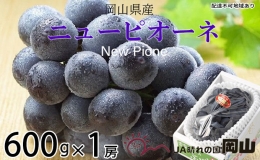 ニューピオーネ 約600g×1房  岡山県産 葡萄 ぶどう 果物 フルーツ 2023年 先行予約