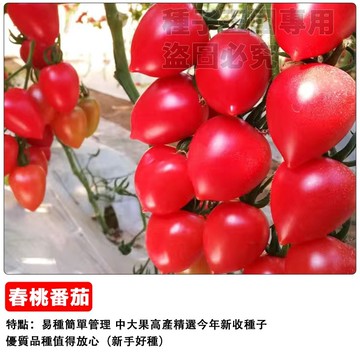🍅【心形超甜】春桃番茄種子 粉玉水果番茄 中果番茄 愛心番茄 陽台盆栽 家庭農園 生吃聖品
