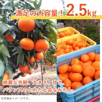 『予約受付』麗紅(れいこう)  ハウス栽培 唐津産 2.5kg