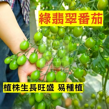 🌱早熟高產 綠翡翠番茄種子FQ-75 植株生長旺盛 口感清脆 抗病性强 易生長  抗病抗旱易種植 高產爬藤蔬菜種子