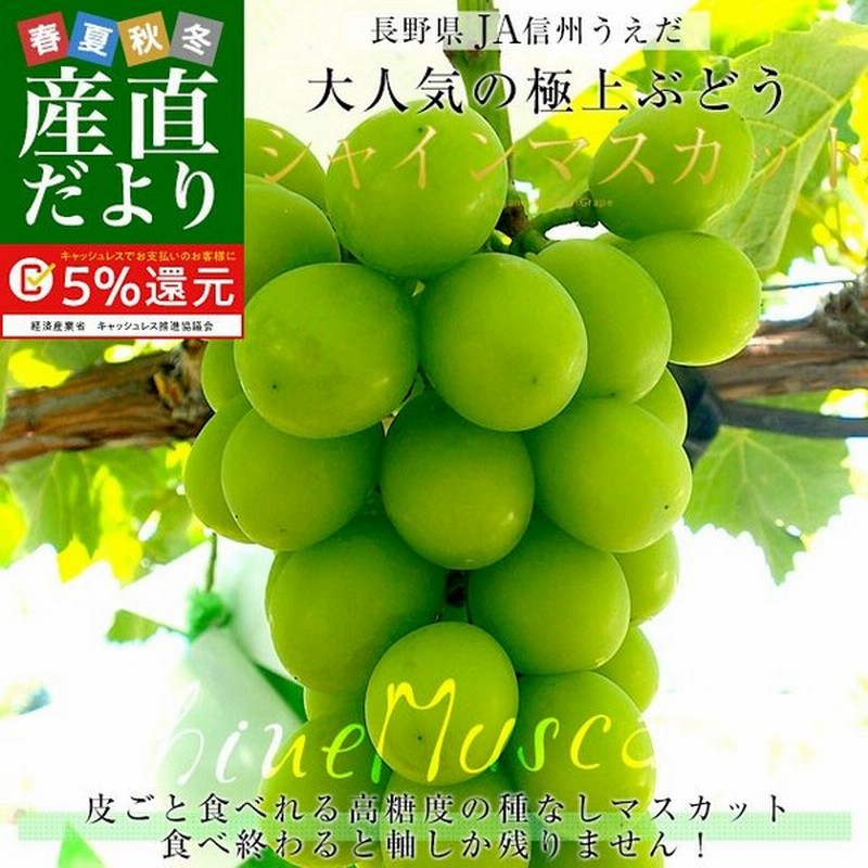 送料無料 長野県より産地直送 Ja信州うえだ シャインマスカット 合計1 2キロ 大房2房入り ぶどう 葡萄 通販 Lineポイント最大0 5 Get Lineショッピング