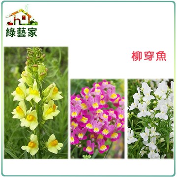 【綠藝家】大包裝H28.柳穿魚(混合色，高60cm)種子5克(約25000顆)