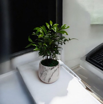 招財開運神器 竹柏 辦公室財位開幕送禮 新居擺設