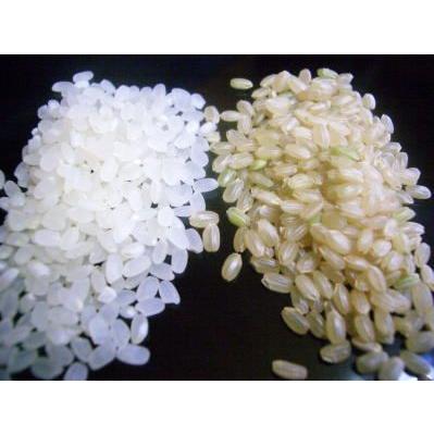 米 お米 無洗米  5kg  コシヒカリ新米 簡単に炊ける無洗米玄米 令和5年福島県産