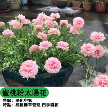 重瓣太陽花種子 觀賞向日葵 蜜桃粉太陽花  大朵花種 庭院花海 陽台盆栽 切花材料 開花持久 蜜源植物 好種易活