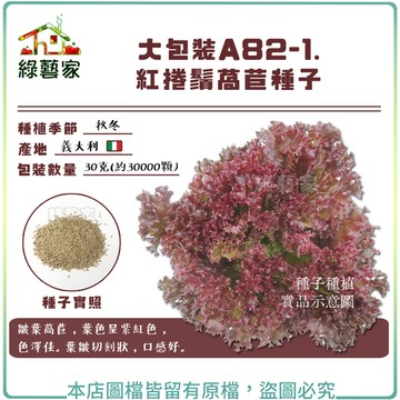 大包裝A82-1.紅捲鬚萵苣種子30克(約30000顆)皺葉萵苣 葉色呈紫紅色 色澤佳 葉皺切刻狀 口感好【綠藝家】